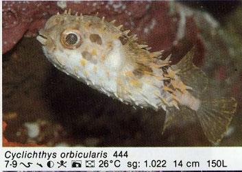 Cyclichthys orbicularis